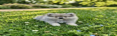 Pomerania Cachorro 2