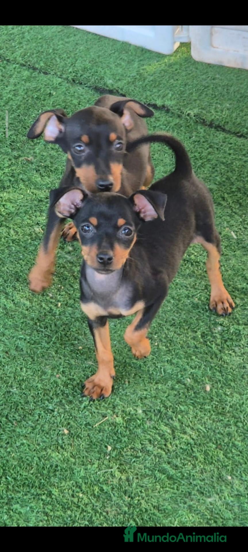 Pinscher Miniatura perros Preciosos mini pincher - Anuncio 1