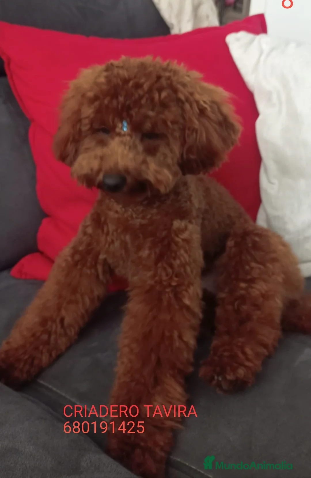 Caniche Toy perros en venta: Caniche Toy Poodle Rojo. - Anuncio 3