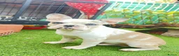 Bulldog Francés perros en venta: Bulldog Francés 2 ejemplares únicos buscan familia - Anuncio 7