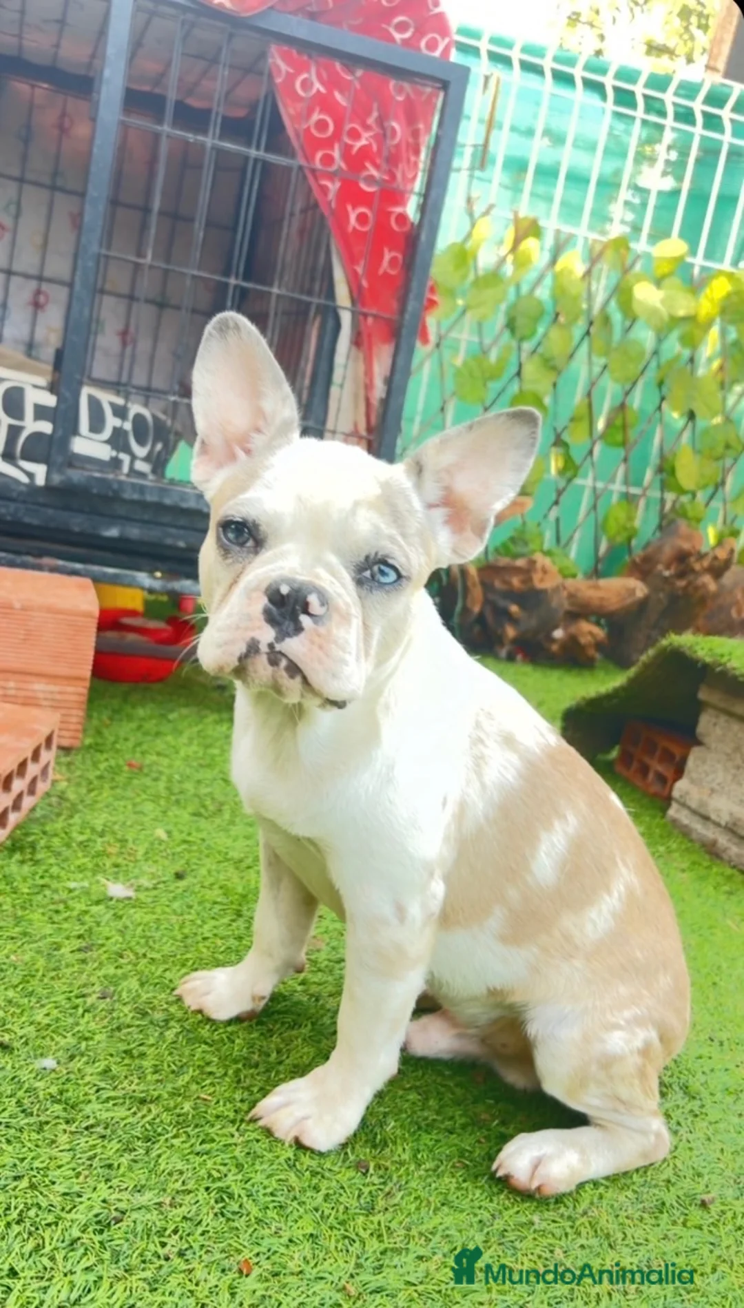Bulldog Francés perros en venta: Bulldog Francés 2 ejemplares únicos buscan familia - Anuncio 7