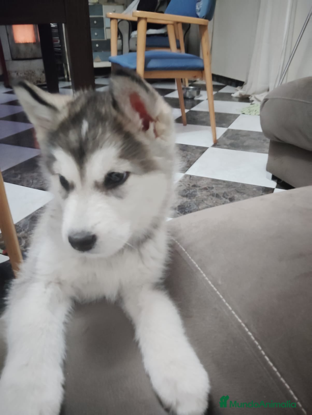 Alaskan Malamute perros ALASKAN MALAMUTE  - Anuncio 4