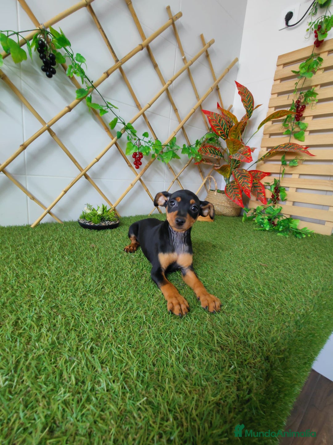Pinscher Miniatura perros en venta: Mini pinscher - Imagen 3