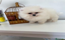 Pomerania perros en venta: Pomeranias muy bonitos !!! - Imagen 3