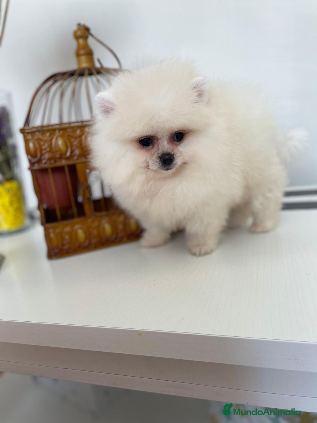 Pomerania perros en venta: Pomeranias muy bonitos !!! - Imagen 3