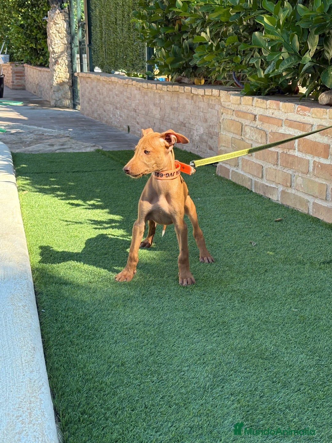 Podenco Canario perros en venta: Cachorro podenco canario  - Imagen 3