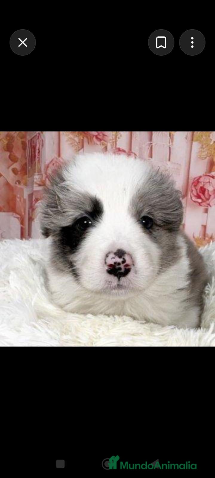 Border Collie perros en venta: Border collie merle - Anuncio 3
