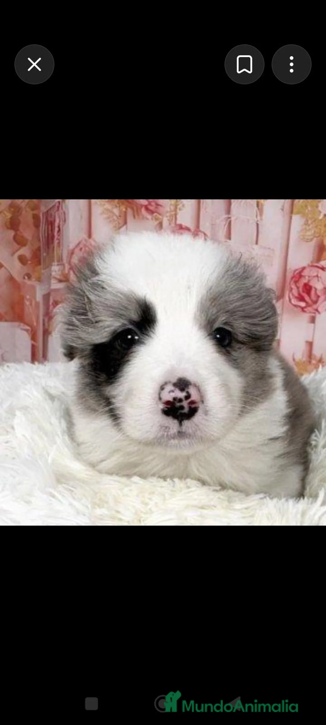 Border Collie perros en venta: Border collie merle - Anuncio 1