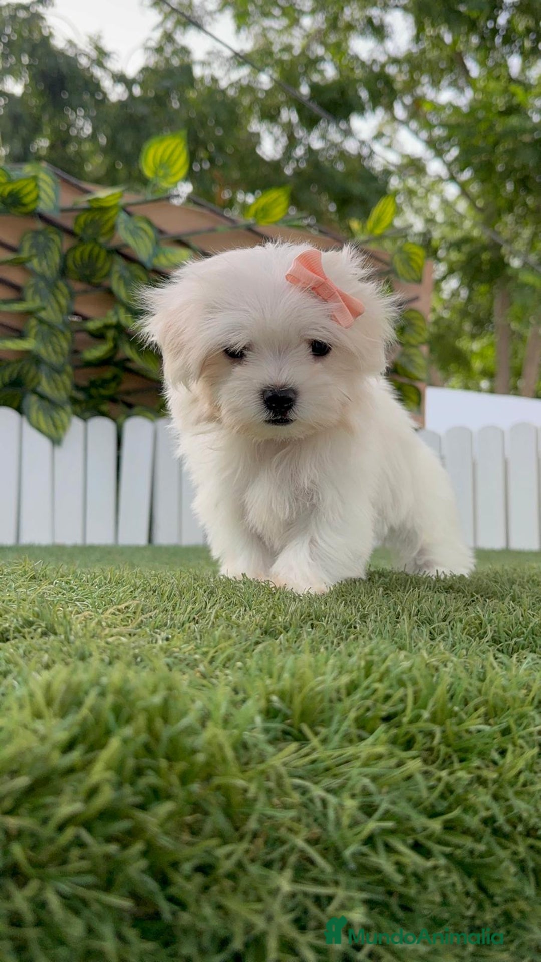 Bichón Maltés perros en venta: BICHON MALTES HEMBRA ENVIO A TODA ESPAÑA - Imagen 17