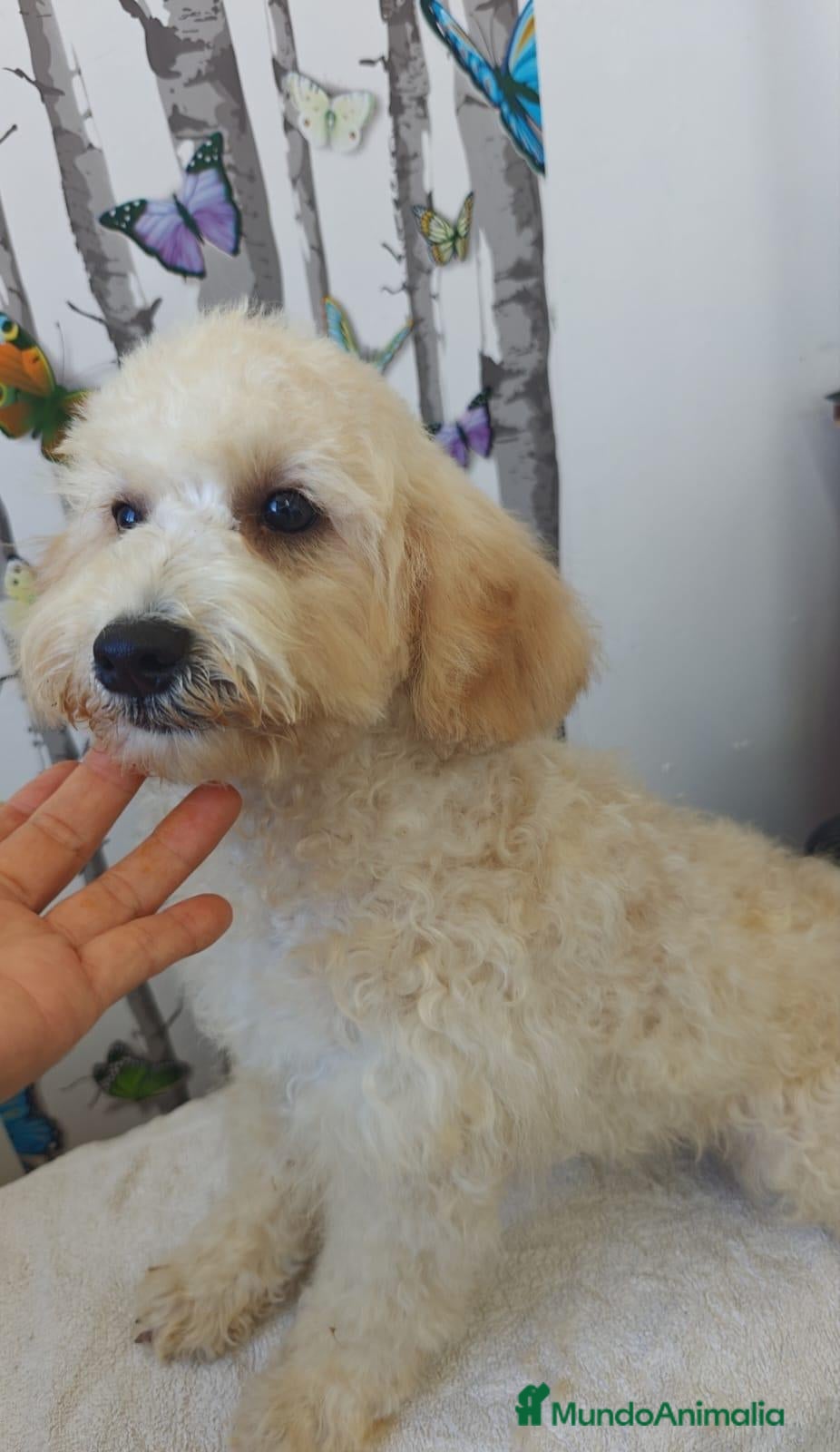 Caniche Toy perros Caniche toy - Anuncio 1