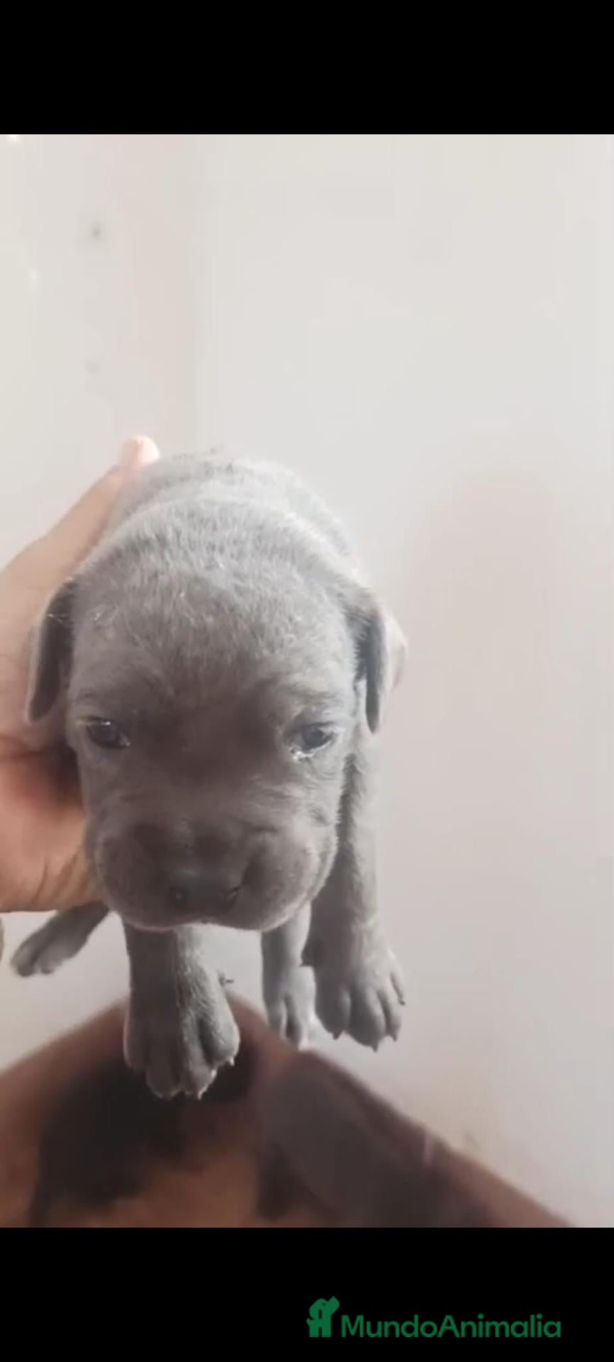 Cane Corso perros CANE CORSO - Anuncio 1