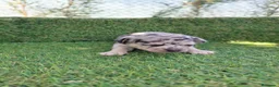 Chihuahua perros en venta: CHIHUAHUAS - Anuncio 4