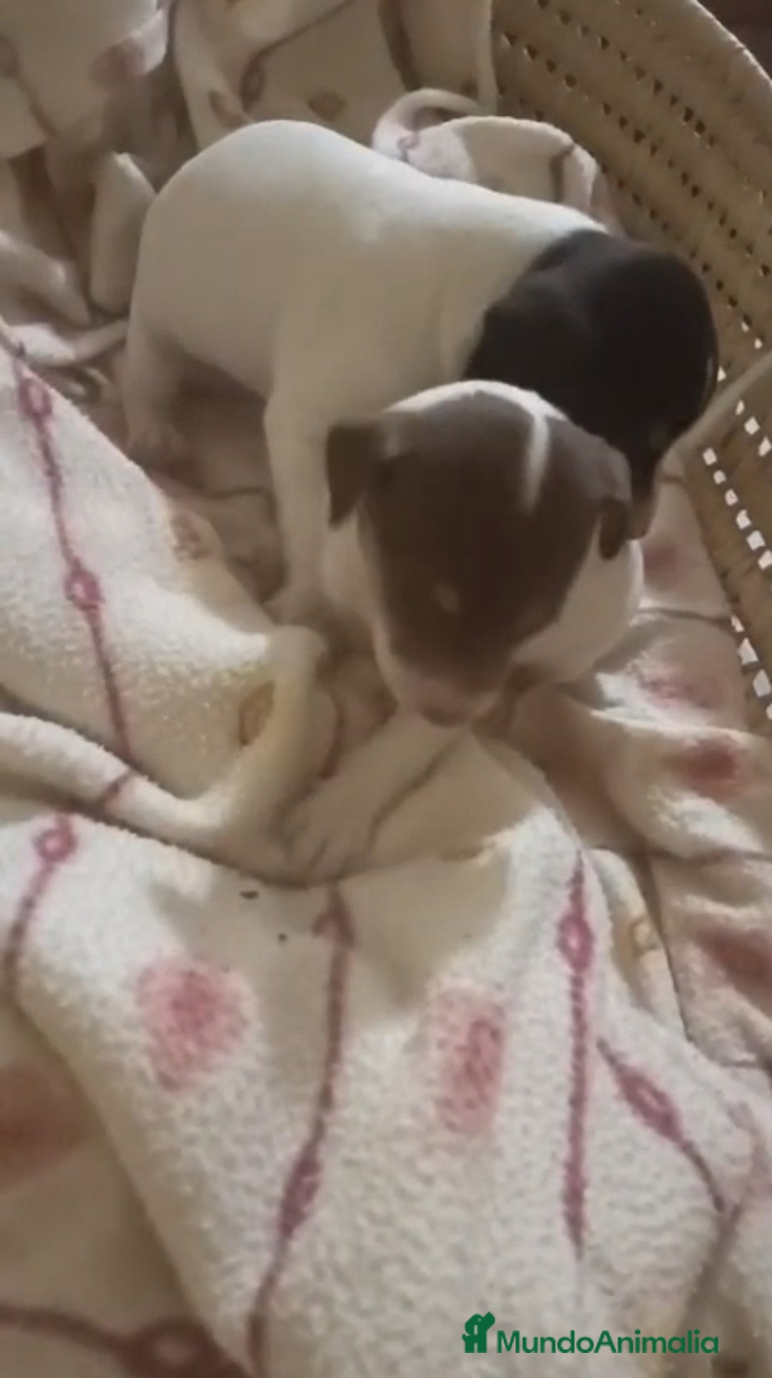 Otras razas perros en venta: BODEGUERO PURA RAZA - Imagen 4