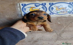 Teckel Miniatura perros en venta: Cachorro macho teckel  - Anuncio 5