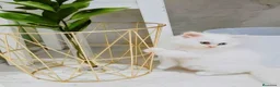 Persa gatos en venta: Gatos Persas - Anuncio 1