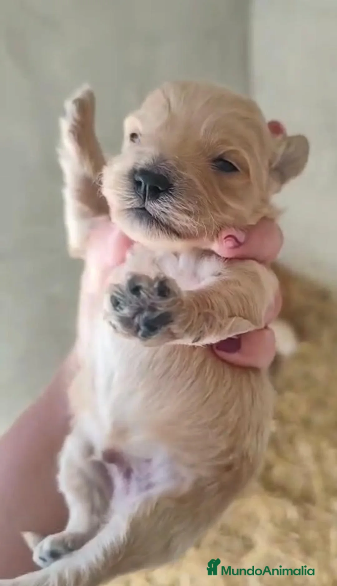 Maltipoo perros en venta: Maltipoo Entrego personalmente en toda España  - Anuncio 1