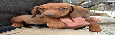 Teckel Cachorro 1