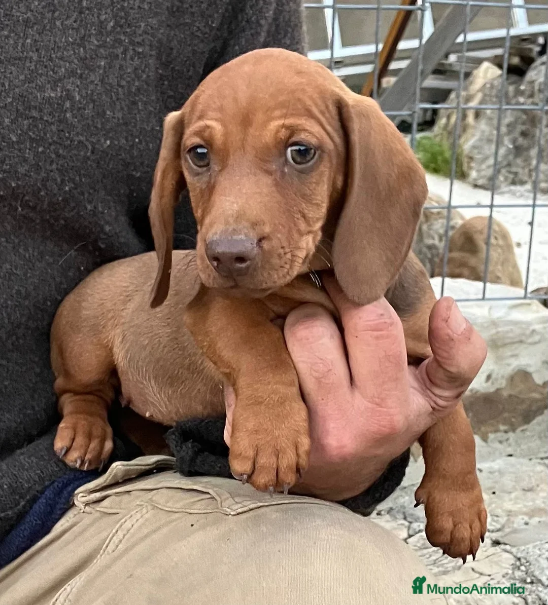 Teckel perros en venta: Teckel roja standar con loe  - Anuncio 3