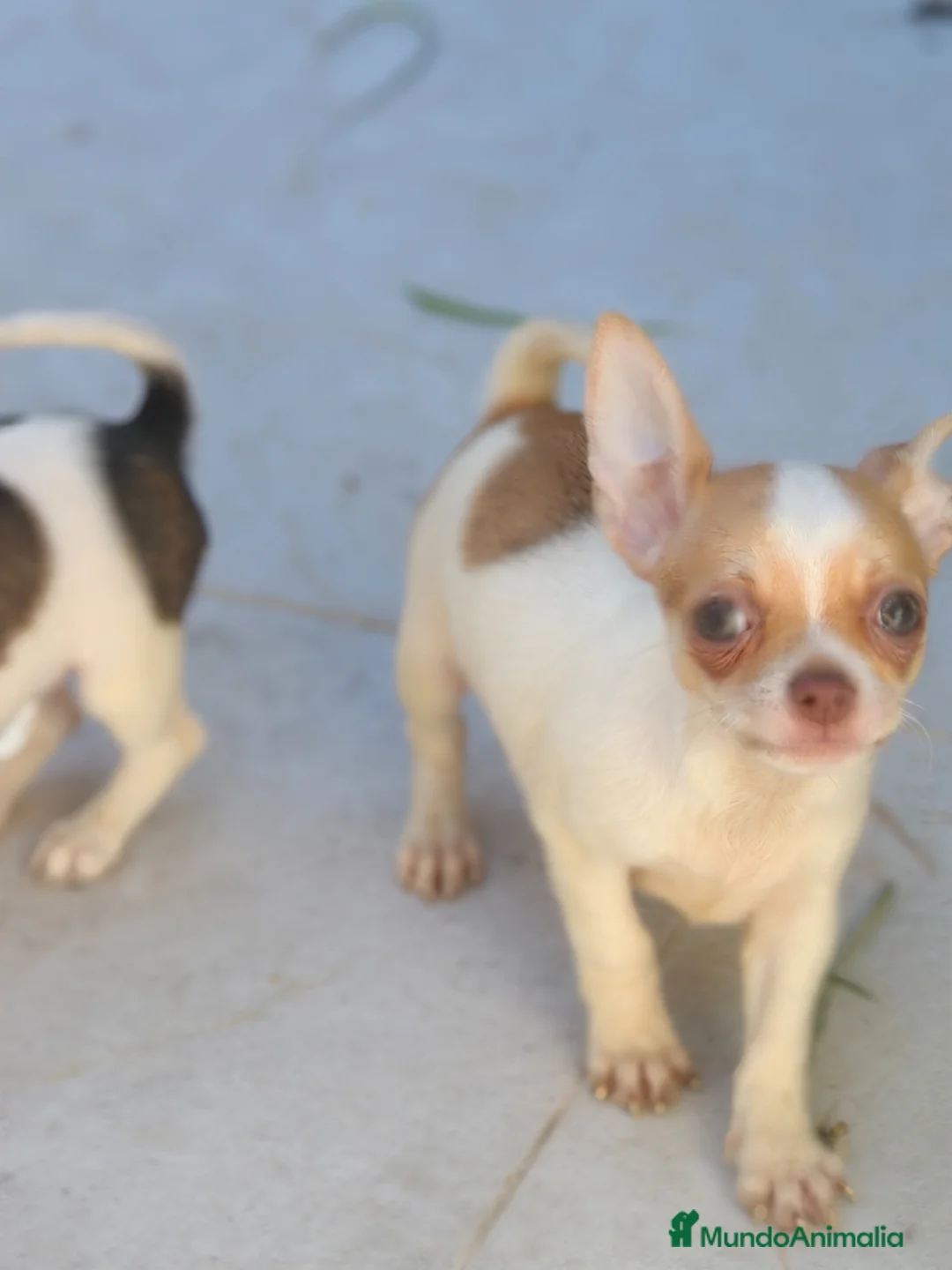 Chihuahua perros en venta: Chihuahua macho bicolor  - Anuncio 8