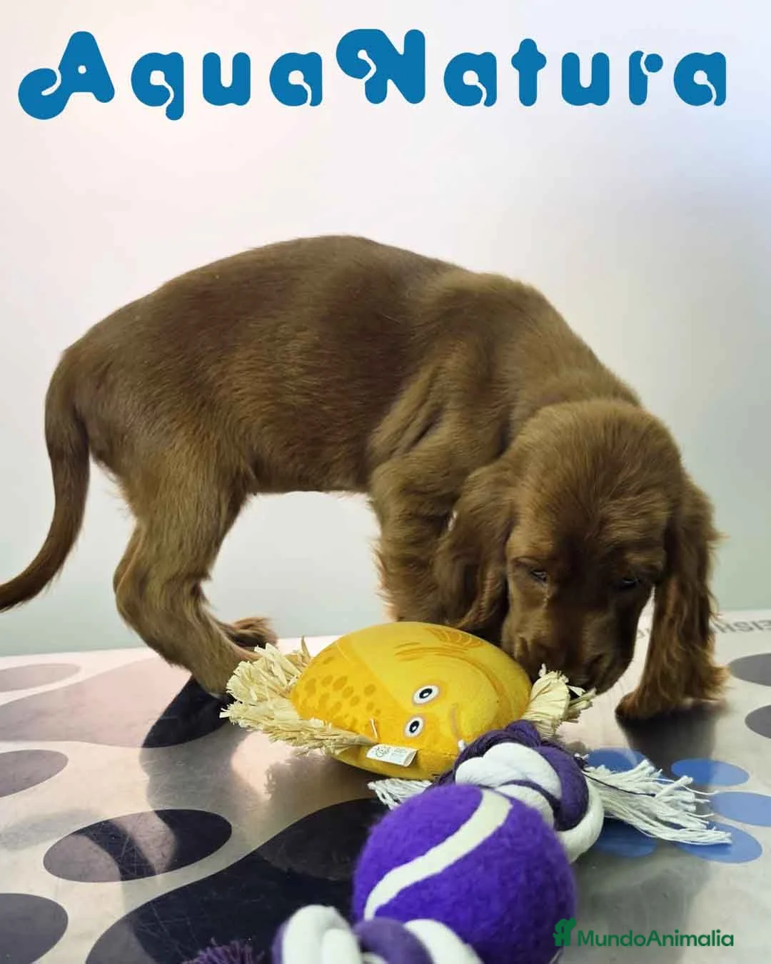 Cocker Spaniel Inglés perros en venta: Cocker Spaniel Hembra - Anuncio 2
