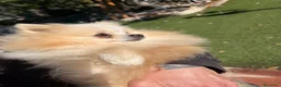 Pomerania perros en venta: Pomerania mini - Anuncio 2