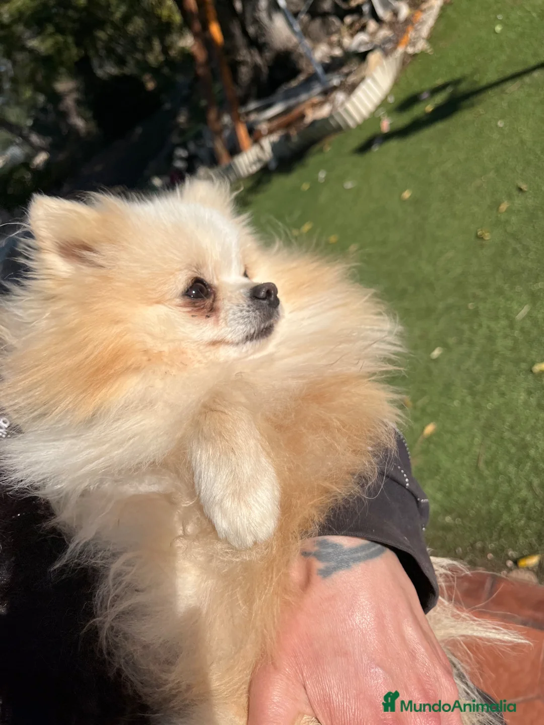 Pomerania perros en venta: Pomerania mini - Anuncio 2