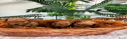 Caniche Toy perros en venta: CANICHE TOY-ENTREGA EN SEPTIEMBRE - Anuncio 9