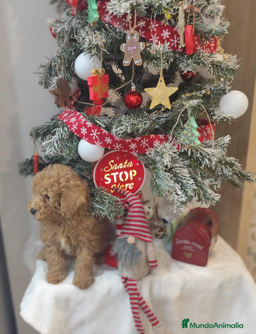 Caniche Toy perros en venta: Caniche toy  - Anuncio 6