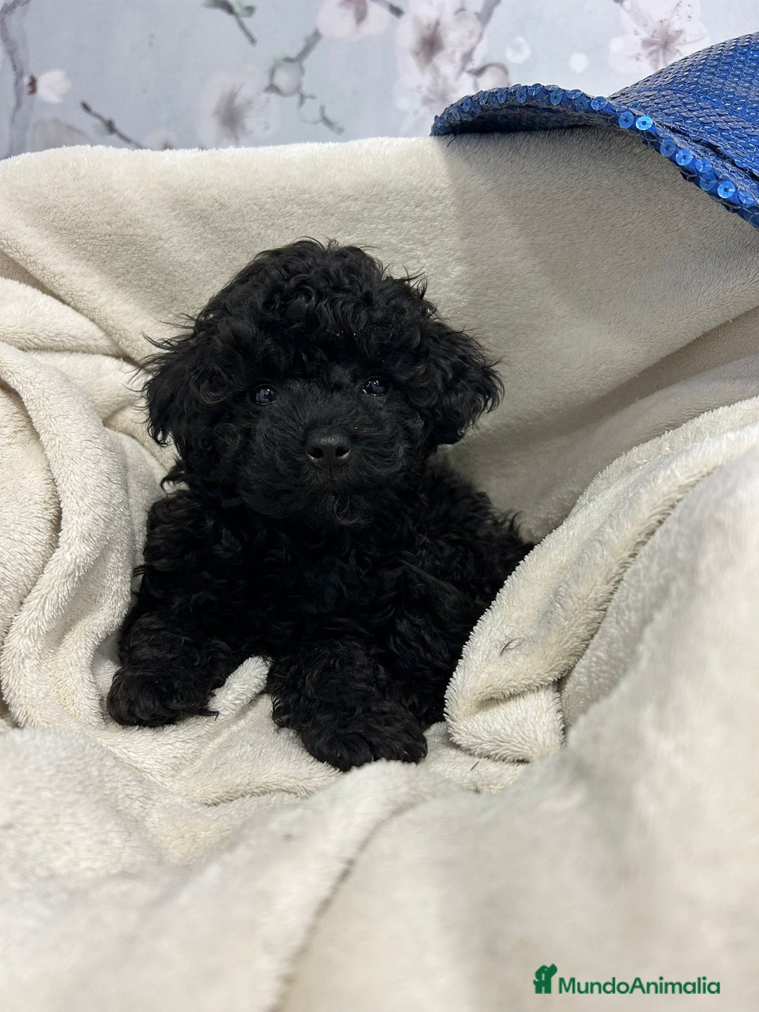 Caniche Toy perros en venta: Caniche toy negro macho - Anuncio 2