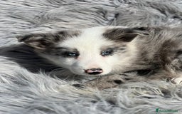 Border Collie perros en venta: Border collie  - Imagen 3