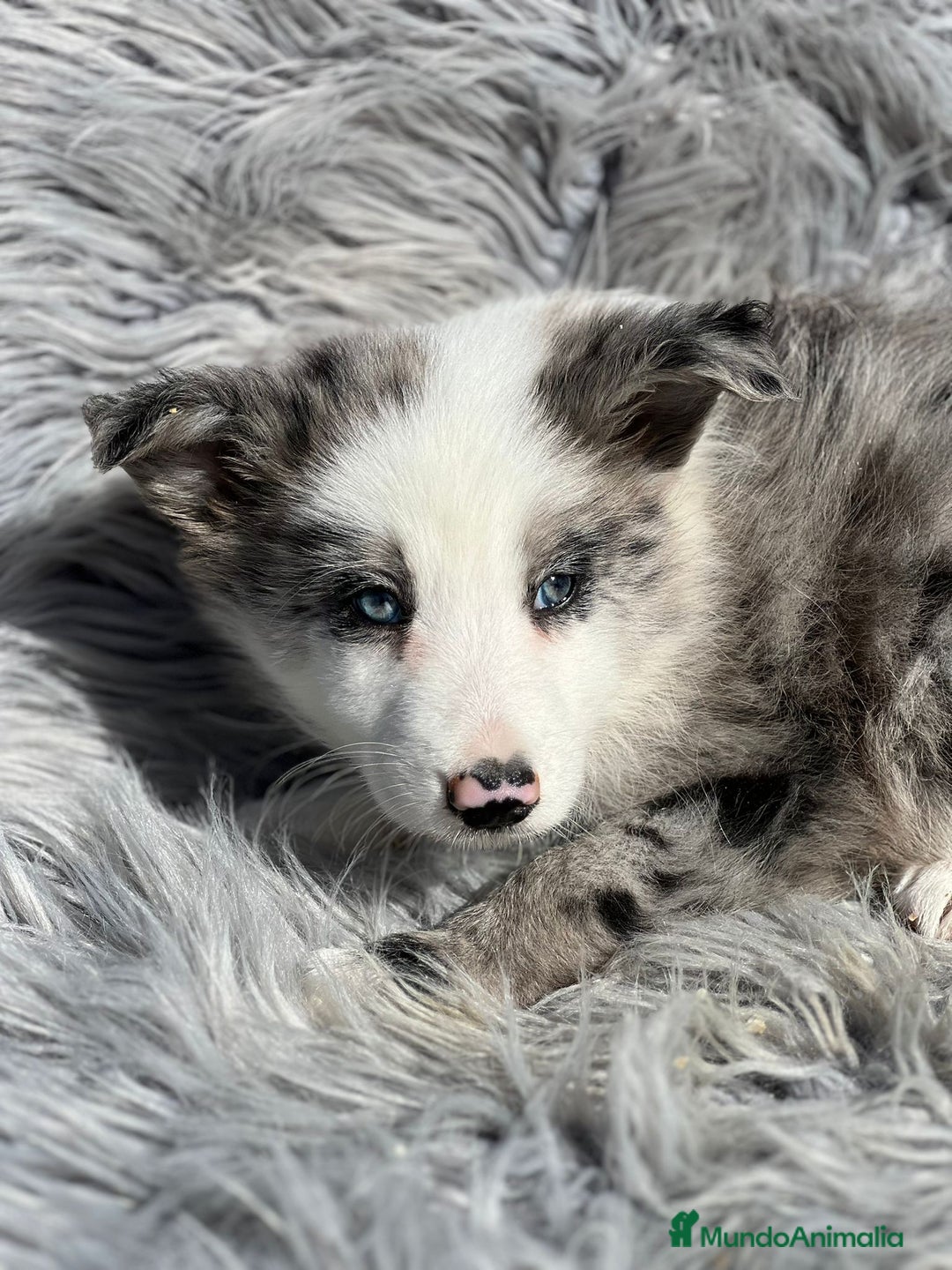 Border Collie perros en venta: Border collie  - Imagen 3