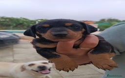 Teckel Miniatura perros en venta: Macho de teke kaninchen  - Anuncio 3