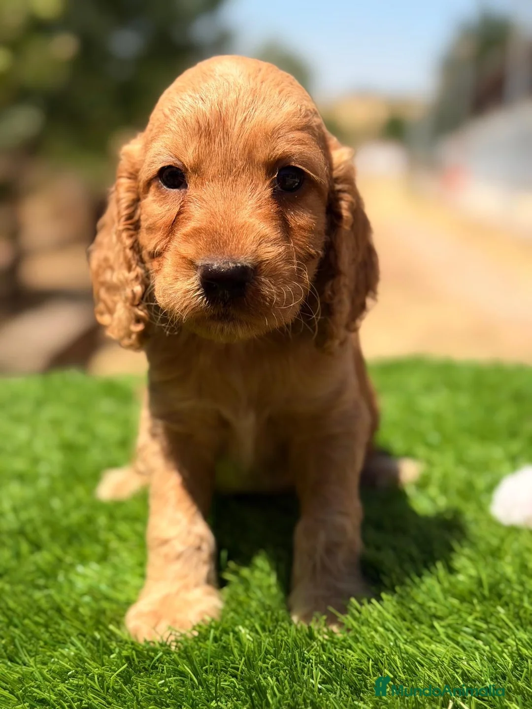 Cocker Spaniel Inglés perros en venta: COCKER SPANIEL INGLÉS CALIDAD - Anuncio 5