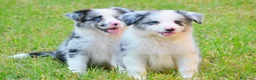 Border Collie perros en venta: camada de border collie  - Anuncio 11