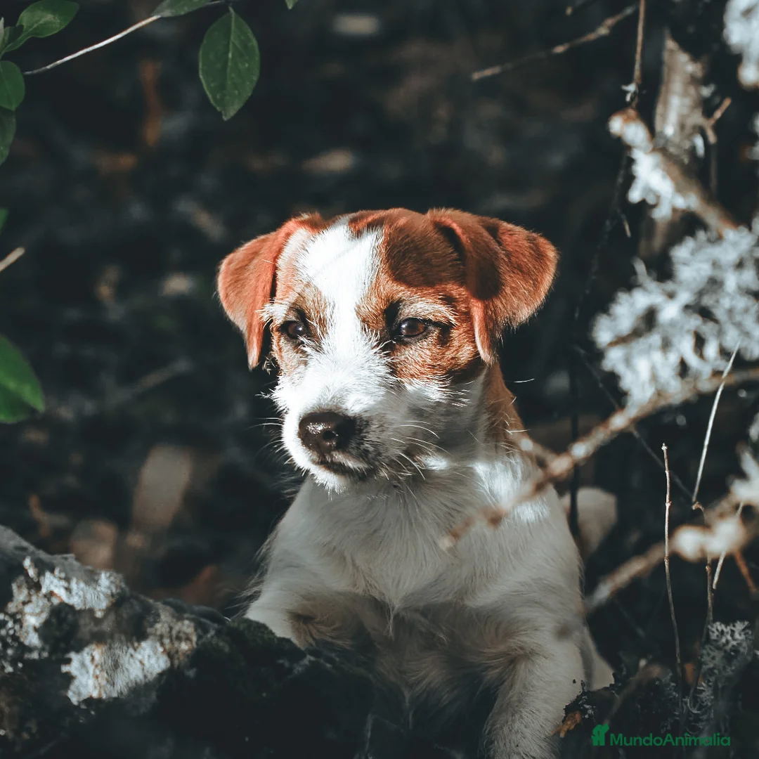 Imagen de galería {{count}}