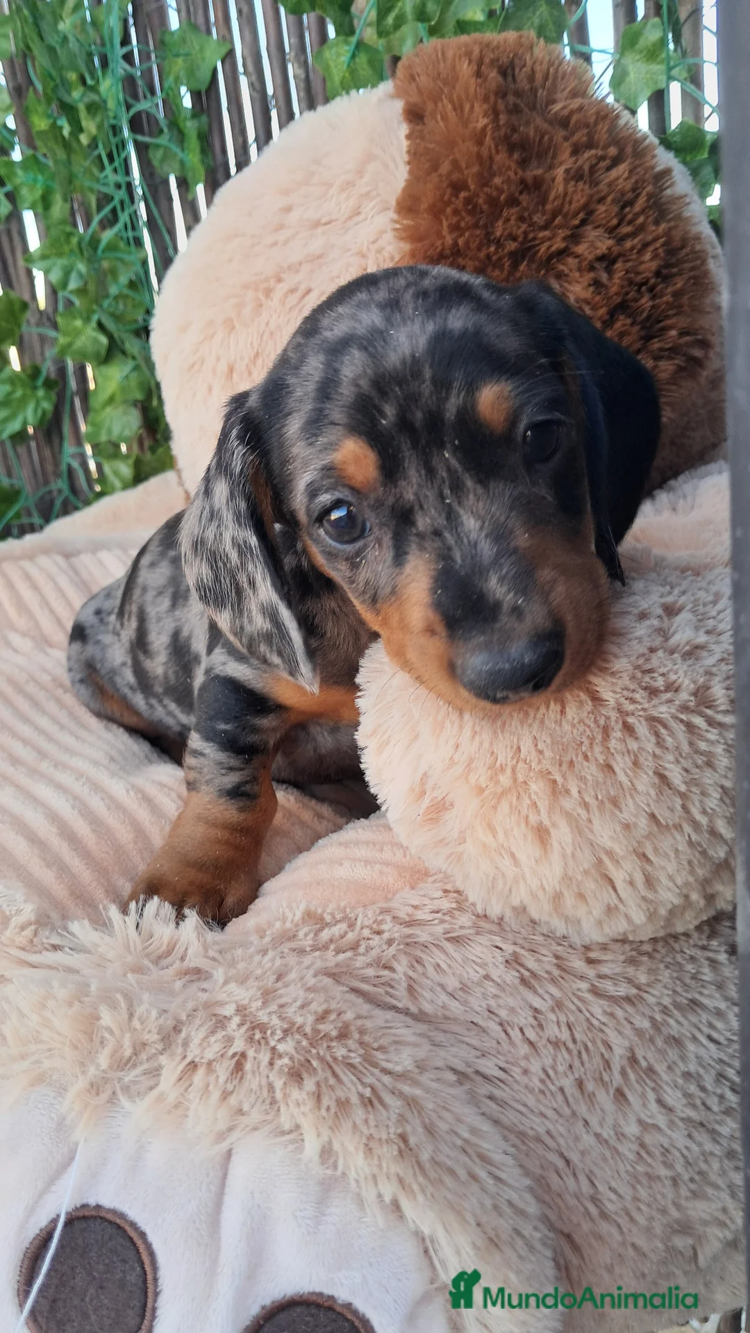 Teckel Miniatura perros en venta: Bebes Teckels (perro salchicha ) - Anuncio 2