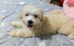 Maltipoo perros en venta: OFERTA ESPECIAL PARA MACHITO MALTIPOO - Imagen 4