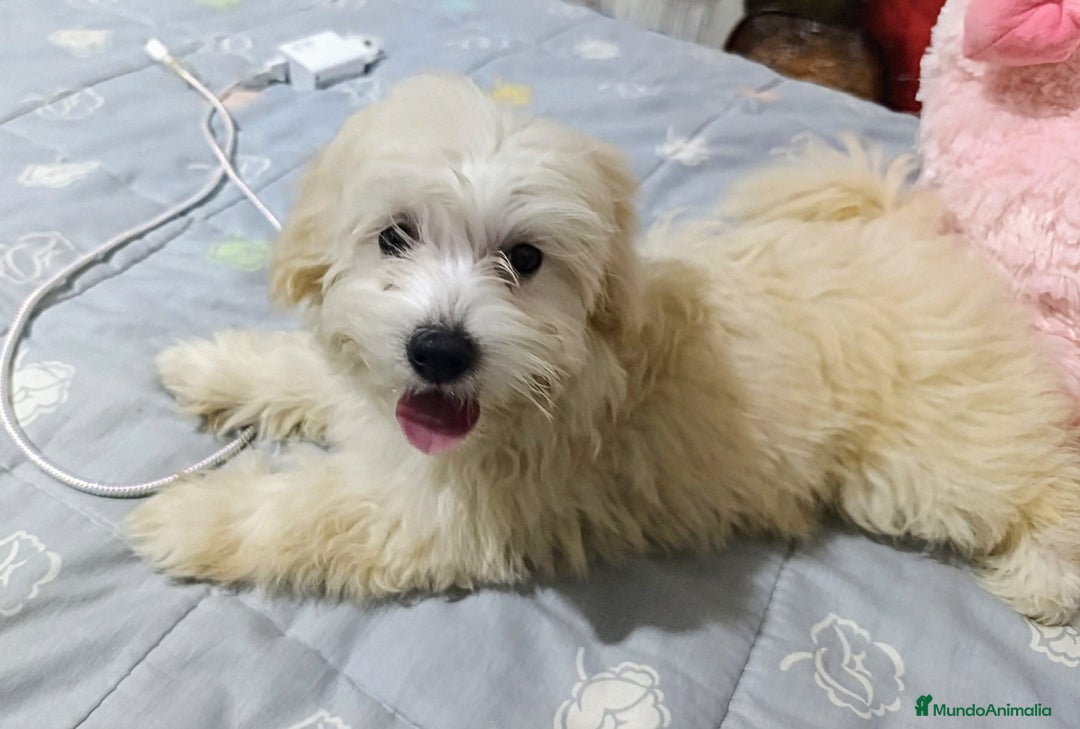 Maltipoo perros en venta: OFERTA ESPECIAL PARA MACHITO MALTIPOO - Imagen 4