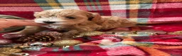 Maltipoo perros en venta: Maltipoo bicolor muy bonito!!! - Anuncio 4