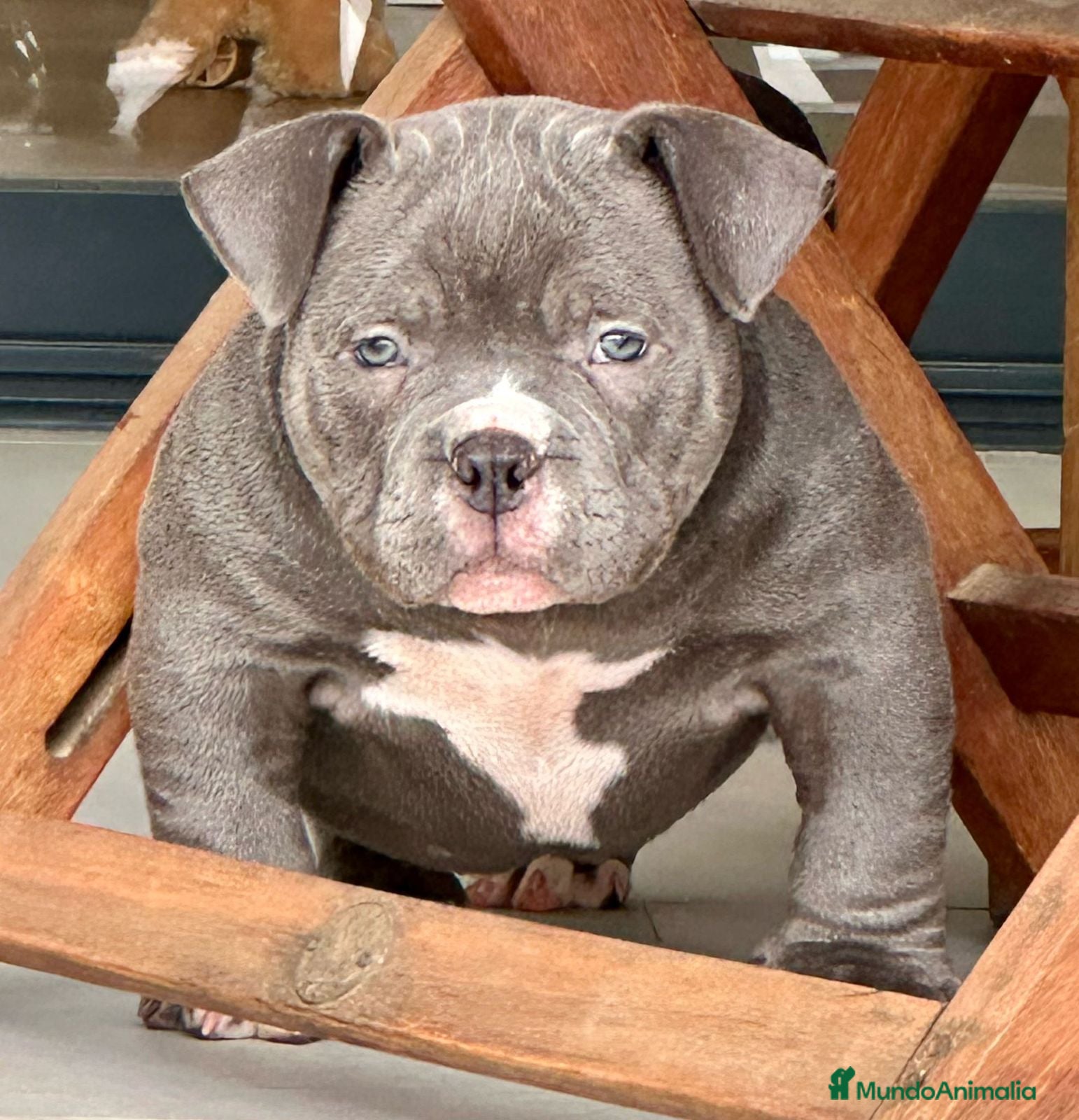 American Bully perros Camada American Bully  - Anuncio 2