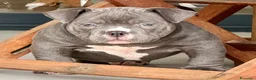 American Bully perros en venta: Camada American Bully  - Anuncio 1