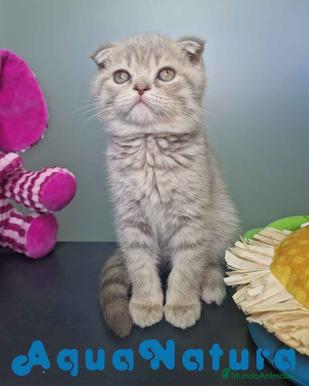 Scottish Fold gatos en venta: Scottish Fold Macho 7913 AQUANATURA - Imagen 7