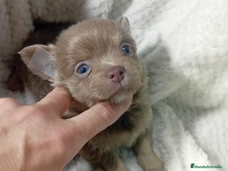 Chihuahua perros - Anuncio 14