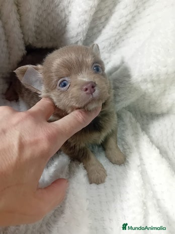 Chihuahua perros - Anuncio 11