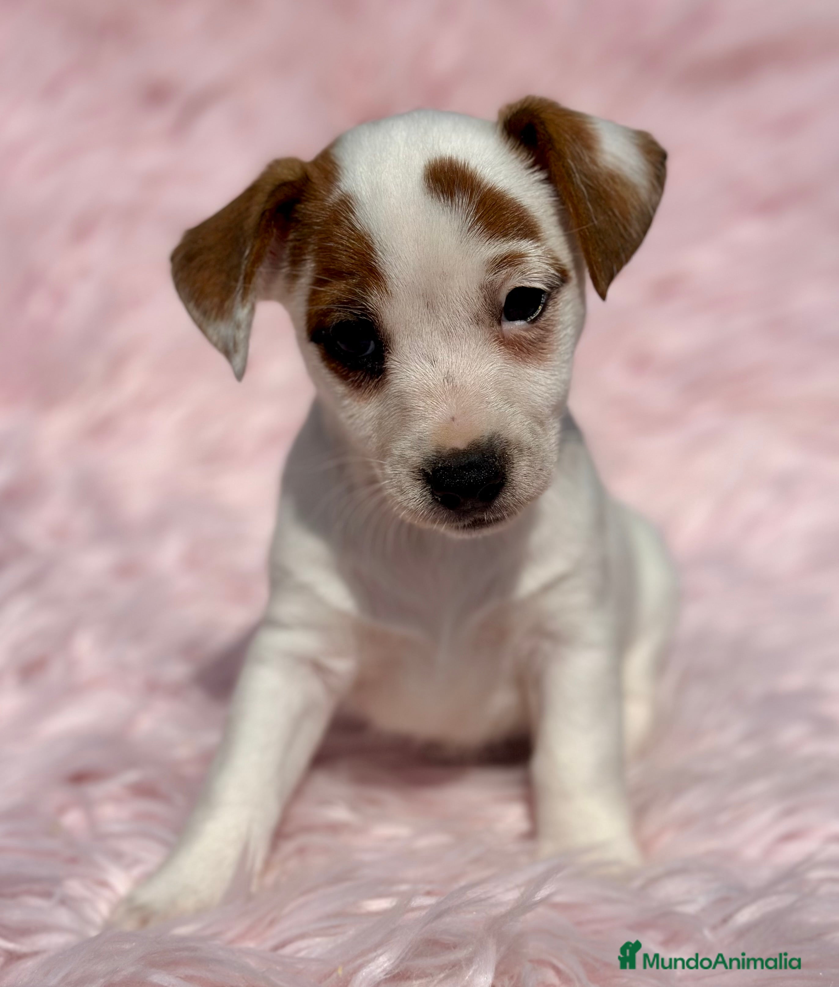 Jack Russell Terrier perros JACK RUSSEL HEMBRA DISPONIBLE - Anuncio 1