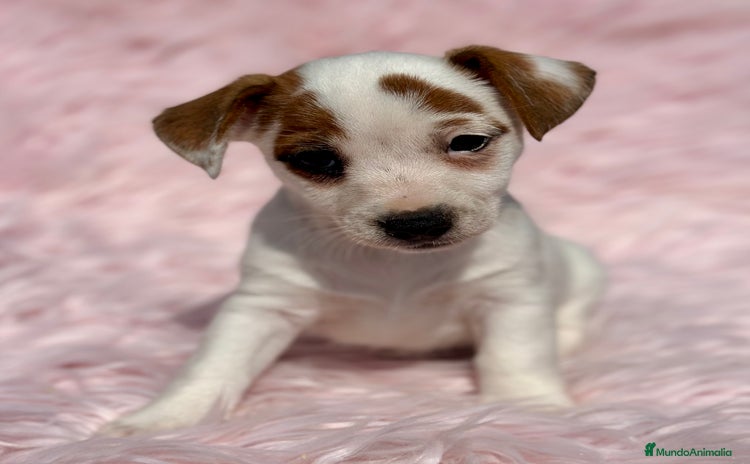 Jack Russell Terrier perros - Anuncio 11