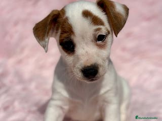 Jack Russell Terrier perros JACK RUSSEL HEMBRA DISPONIBLE - Anuncio 14