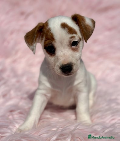 Jack Russell Terrier perros - Anuncio 12