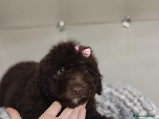 Perro de Agua Español perros Perros de agua - Anuncio 4