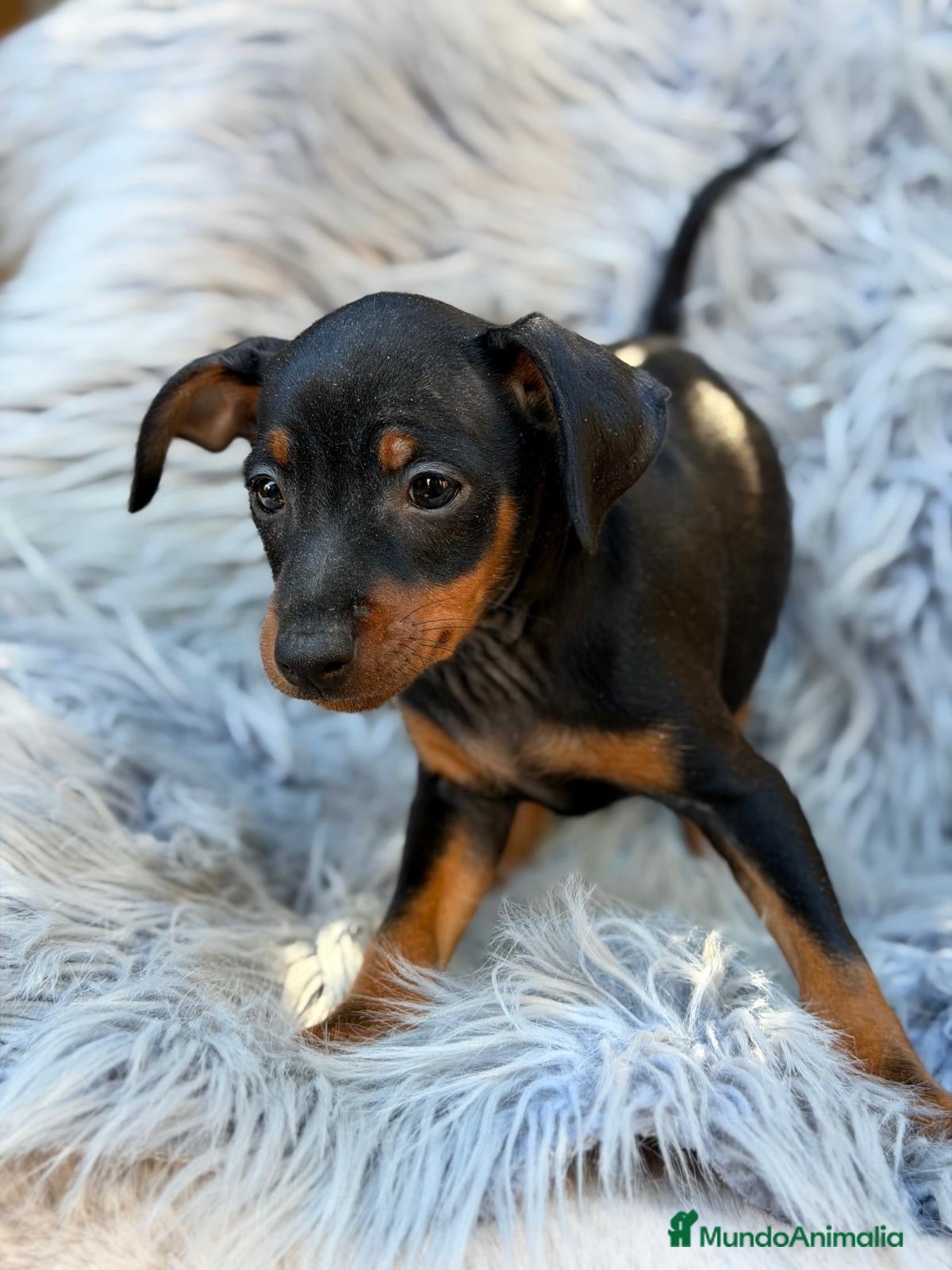 Teckel Miniatura perros Pinscher miniatura macho💙🐾 - Anuncio 4